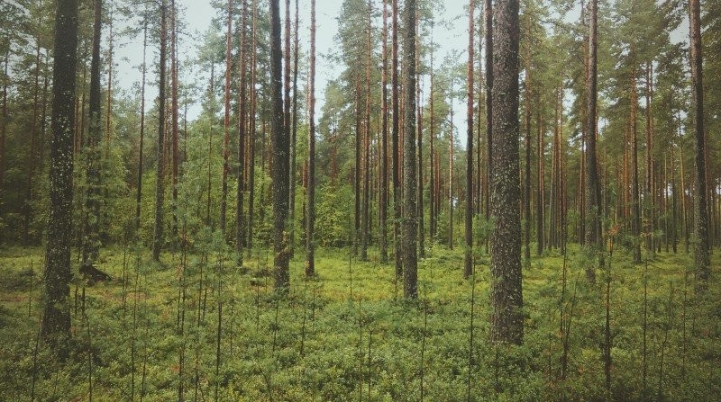 een bos