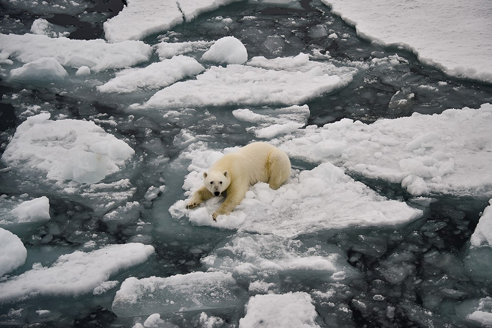 een ijsbeer op ijs