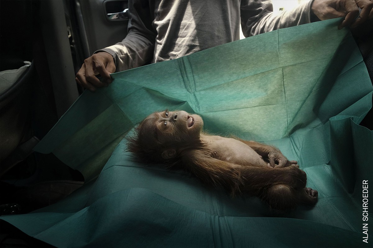 World Press Photo orang-oetan