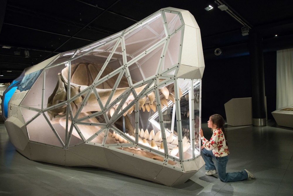 een potvis uit de prehistorie