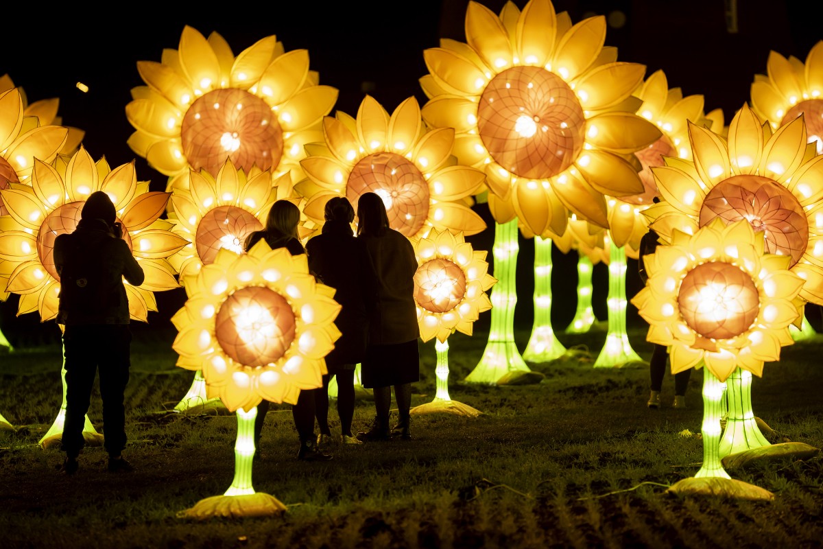 Zonnebloemen in licht