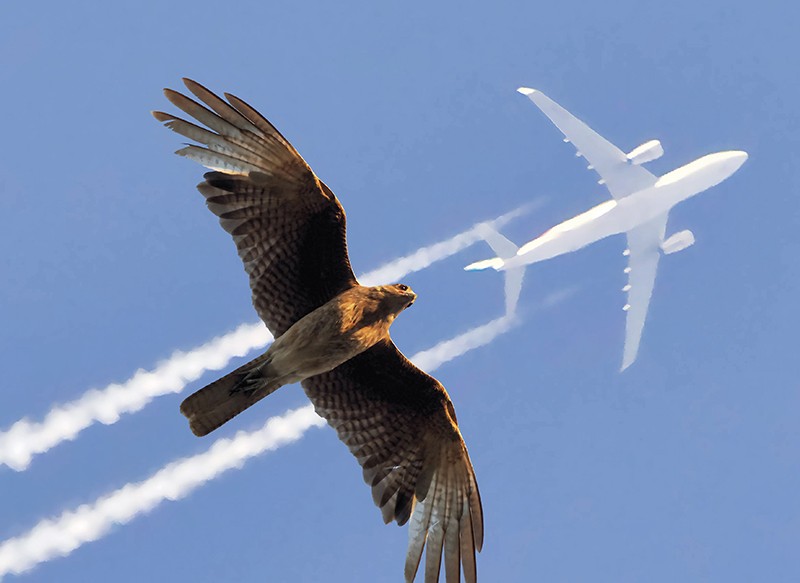 flight