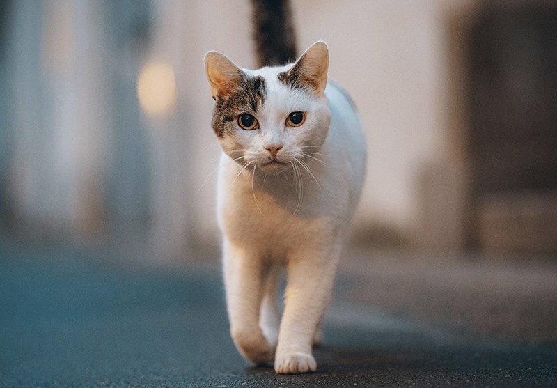kat