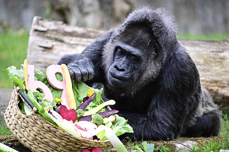 Gorilla Fatou 