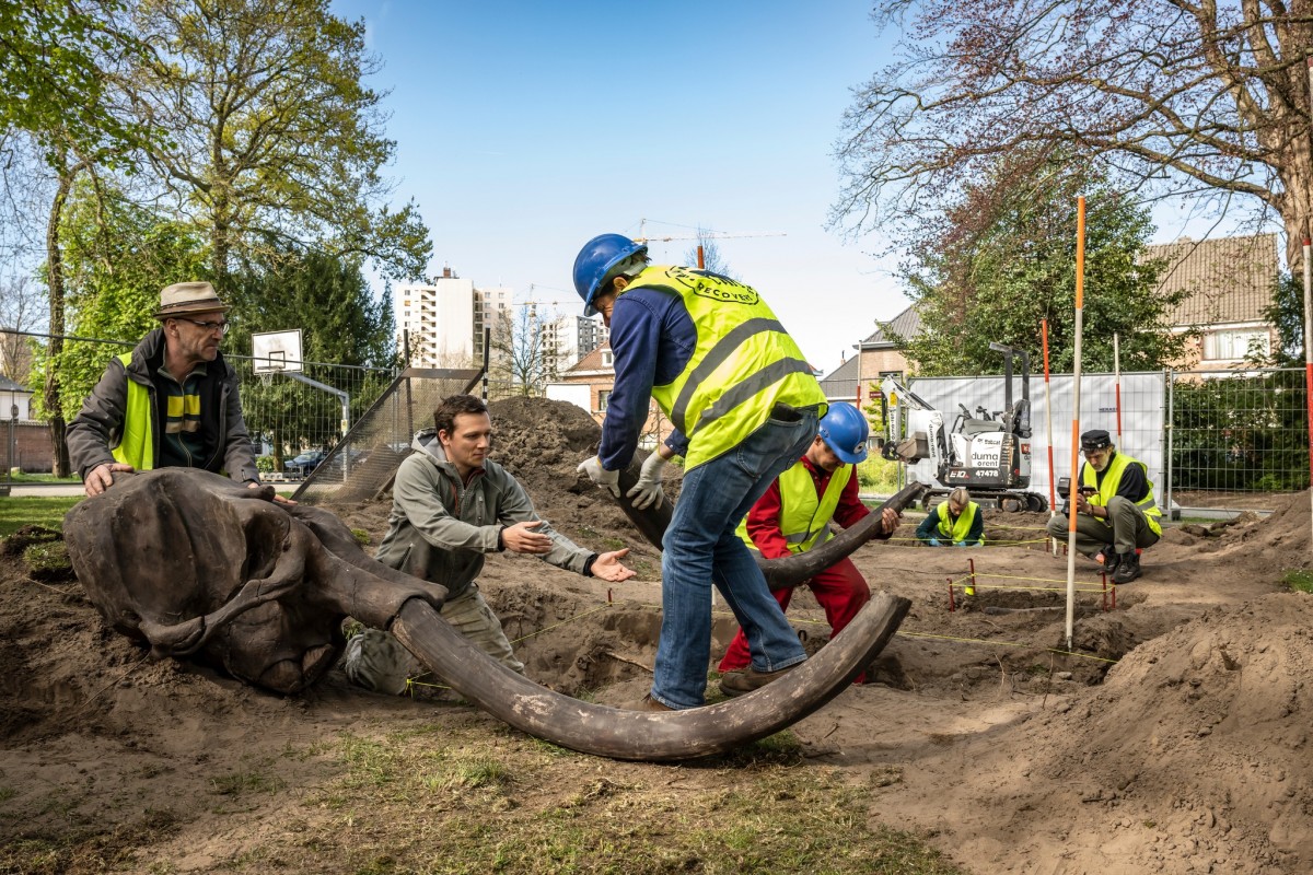 opgraving van een mammoet in Hoboken