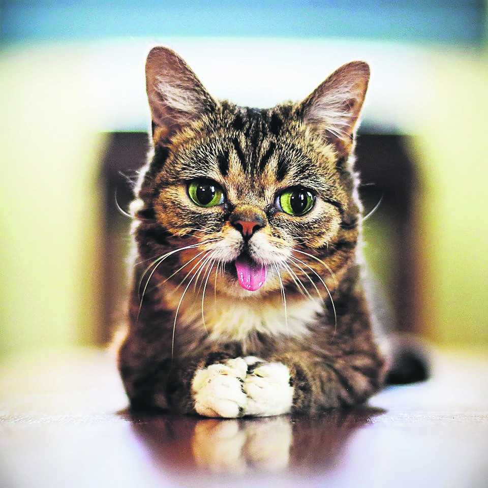 de kat Lil' Bub