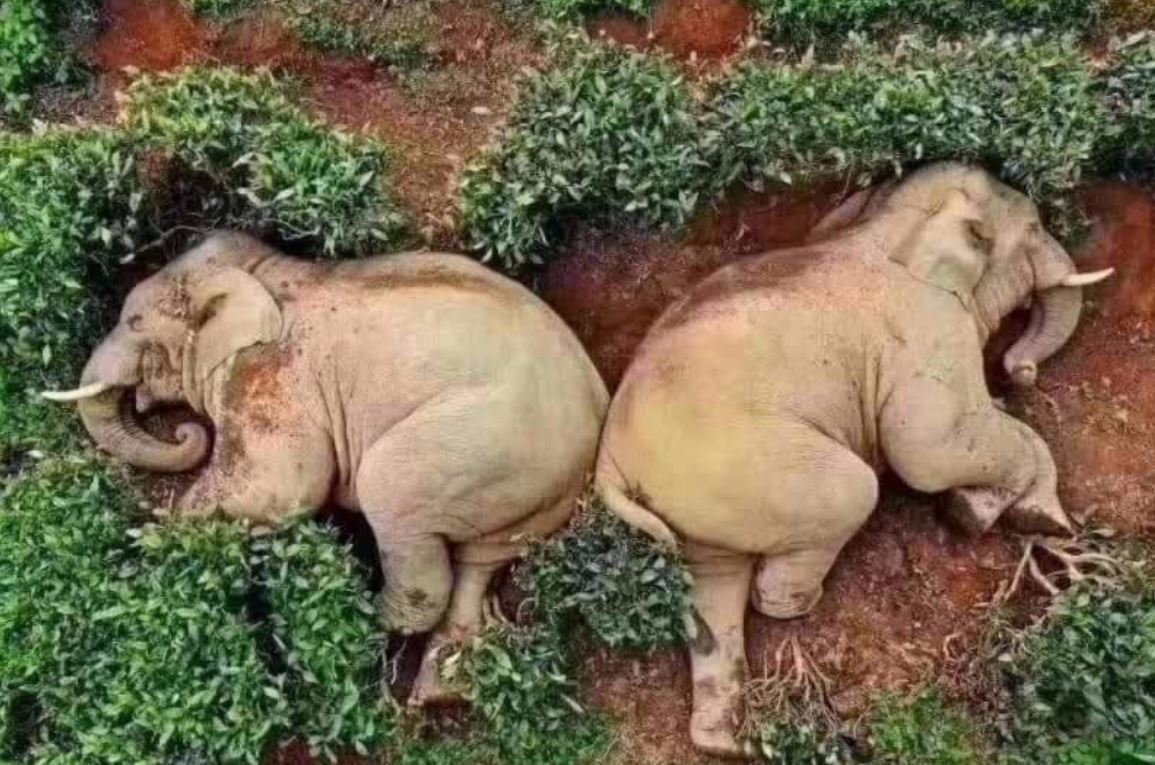 slapende olifanten tussen groen