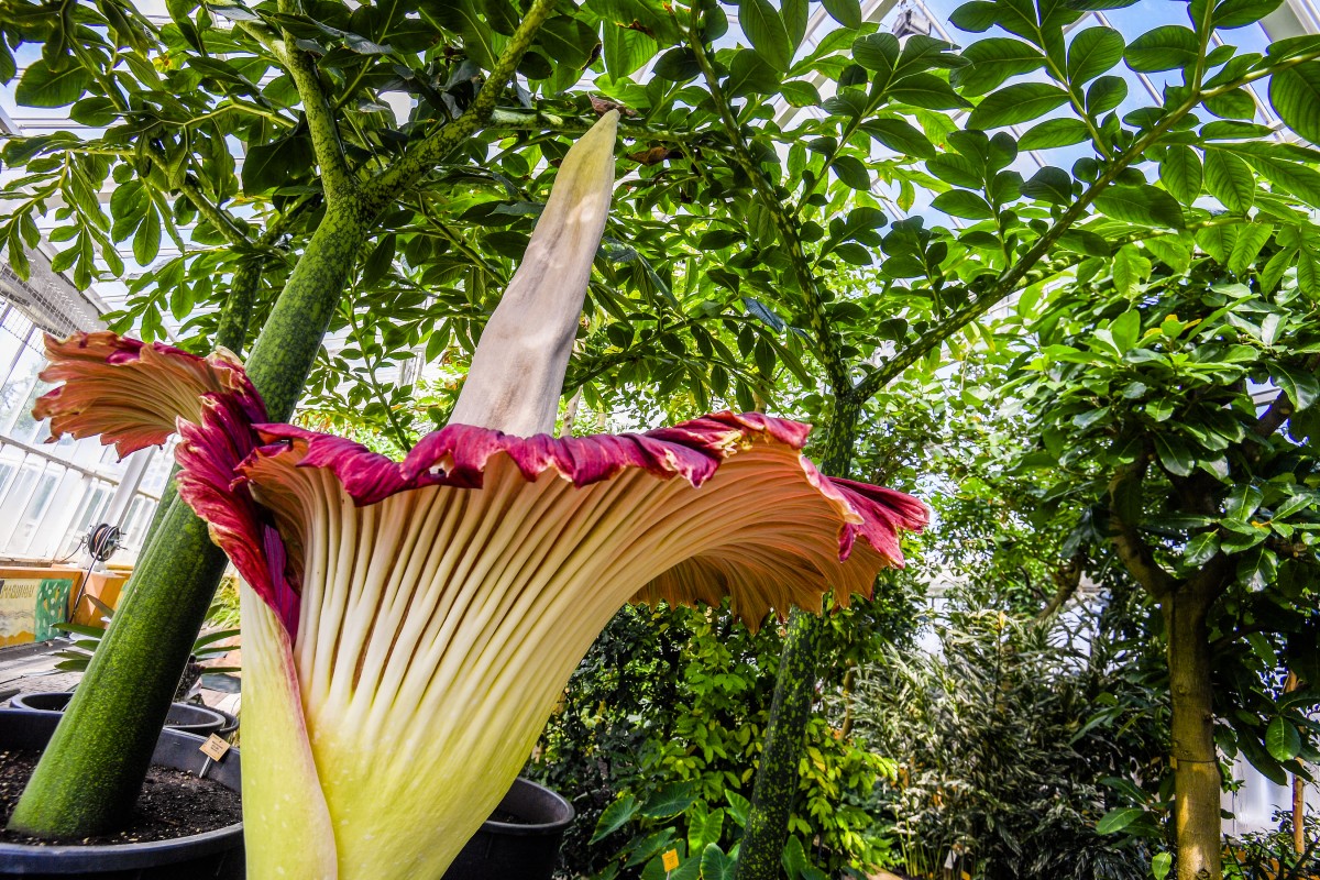 de grootste bloem ter wereld; de reuzenaronskelk