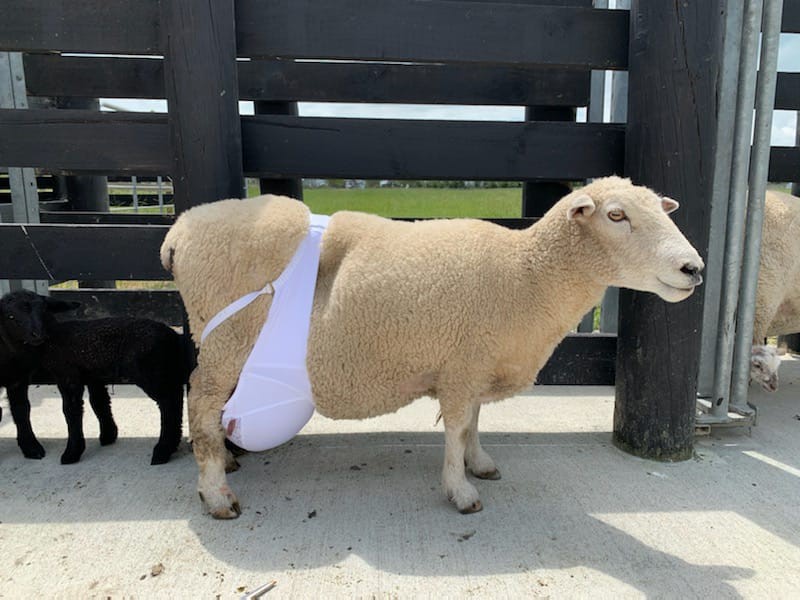 Schaap met beha