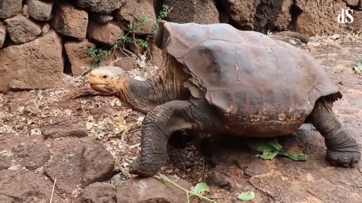 Schildpad Diego