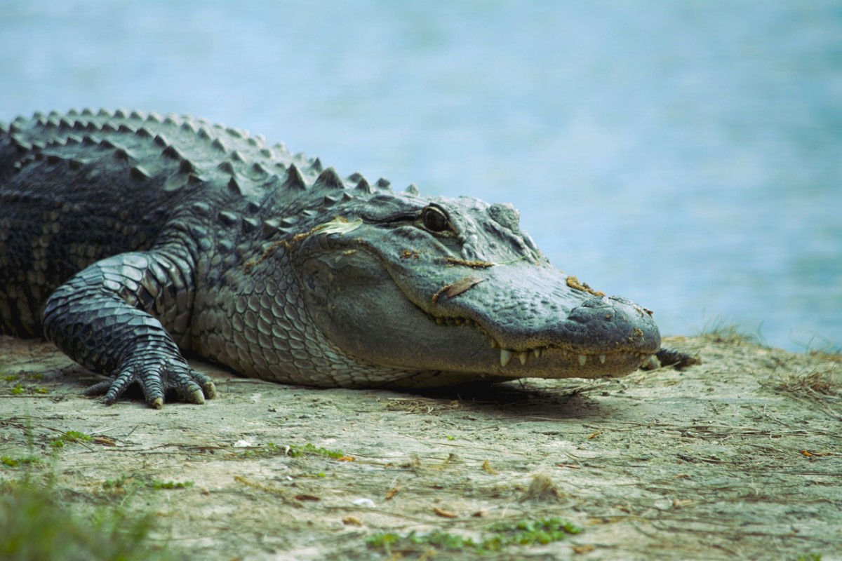 een alligator