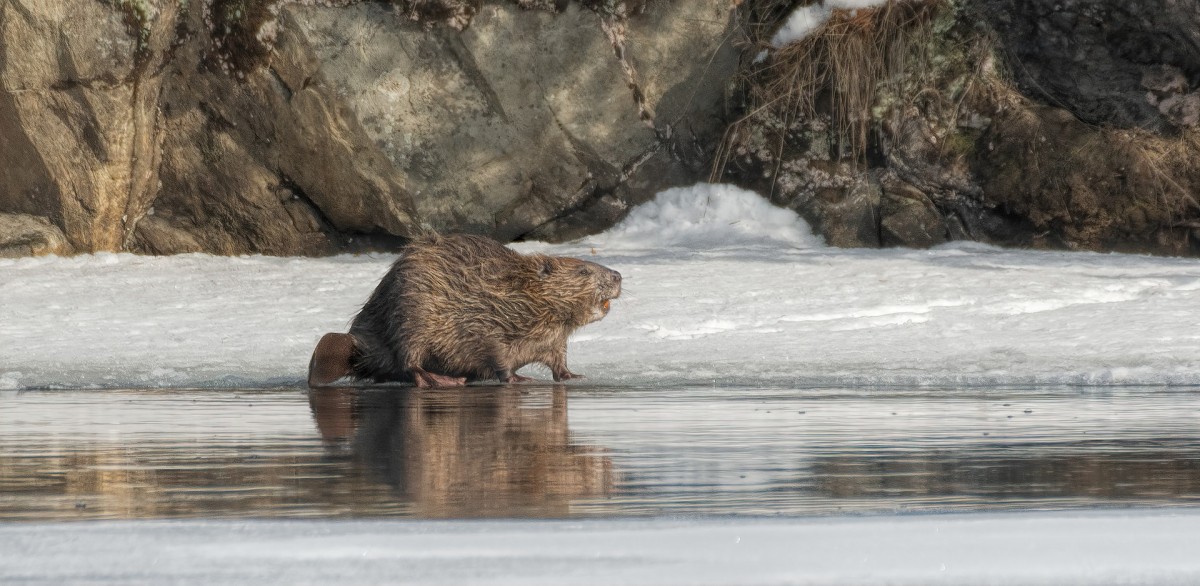 Bever
