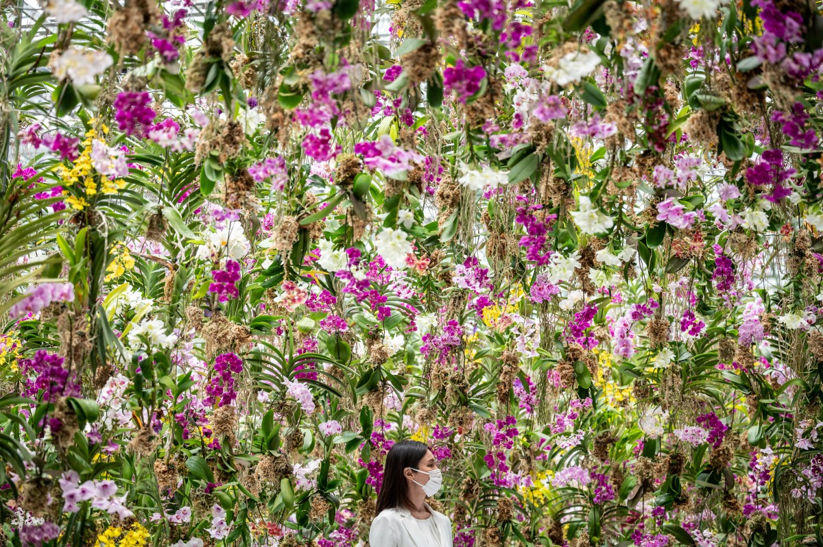 veel bloemen