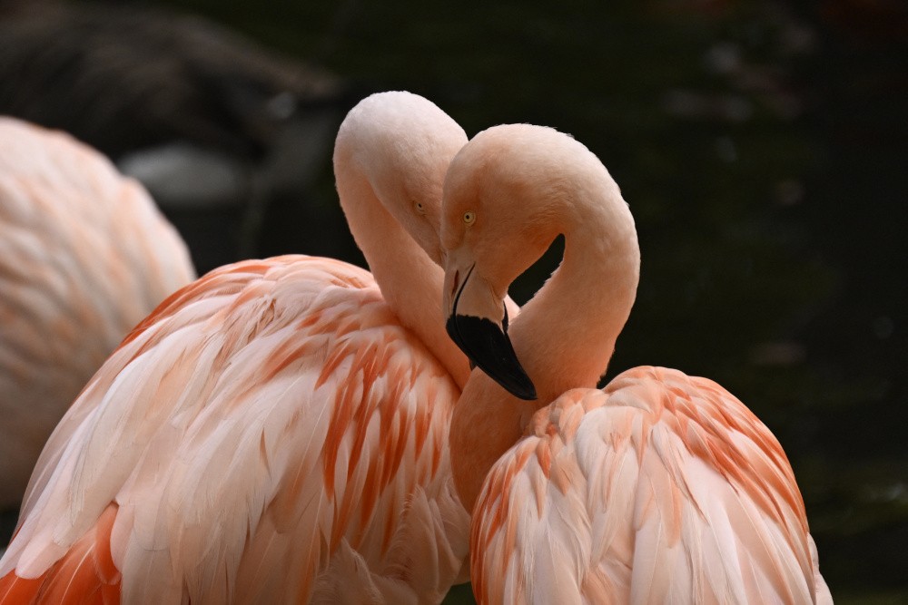 twee flamingo's