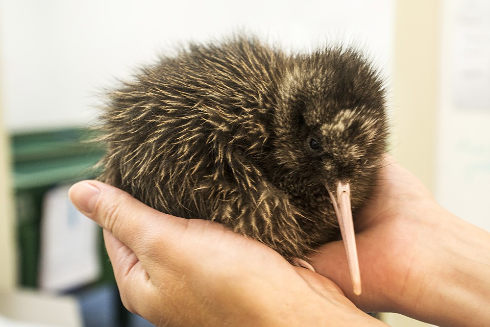 Een kiwi is ook een vogel
