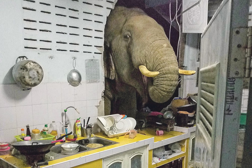 een olifant in de keuken