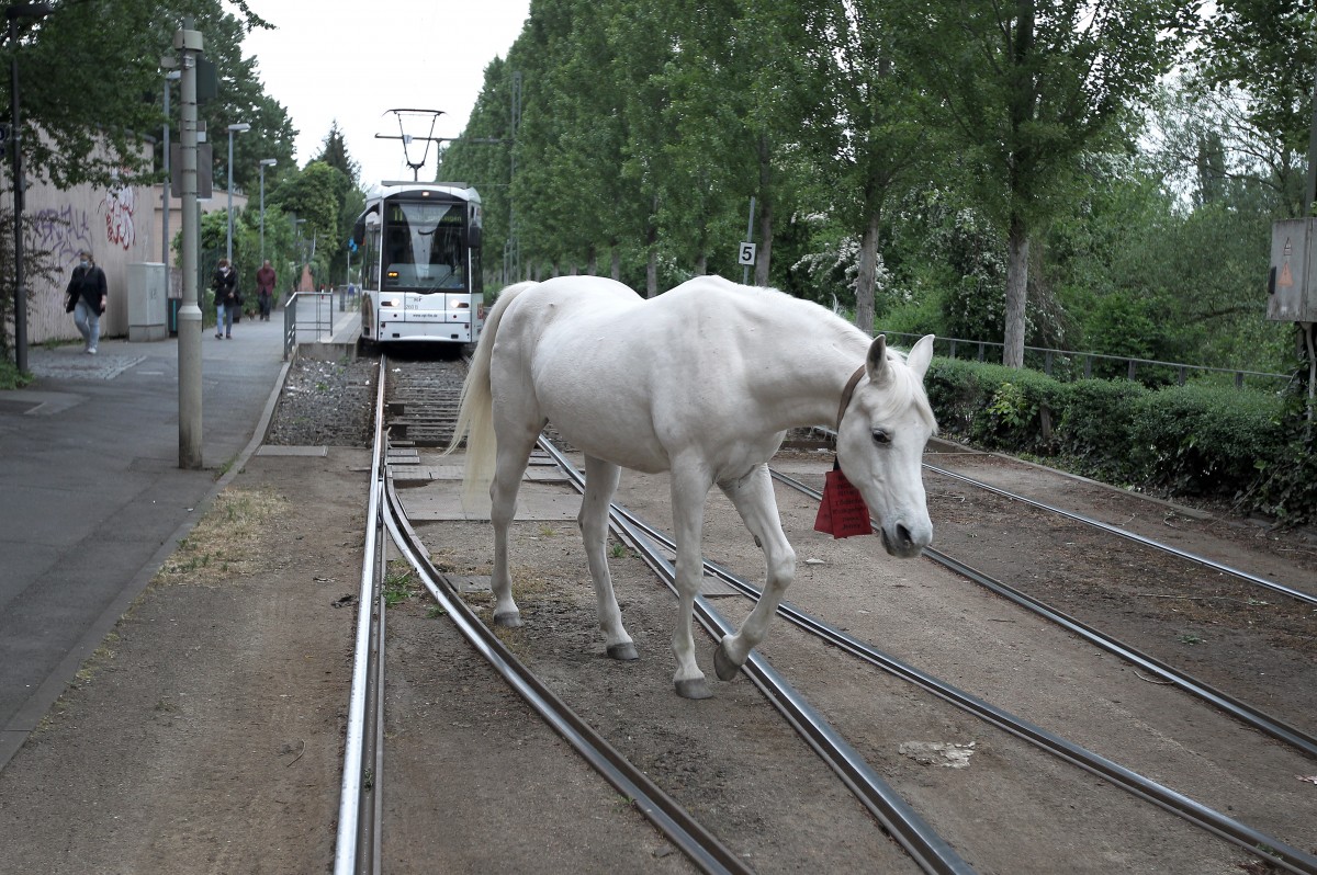 Jenny het witte paard
