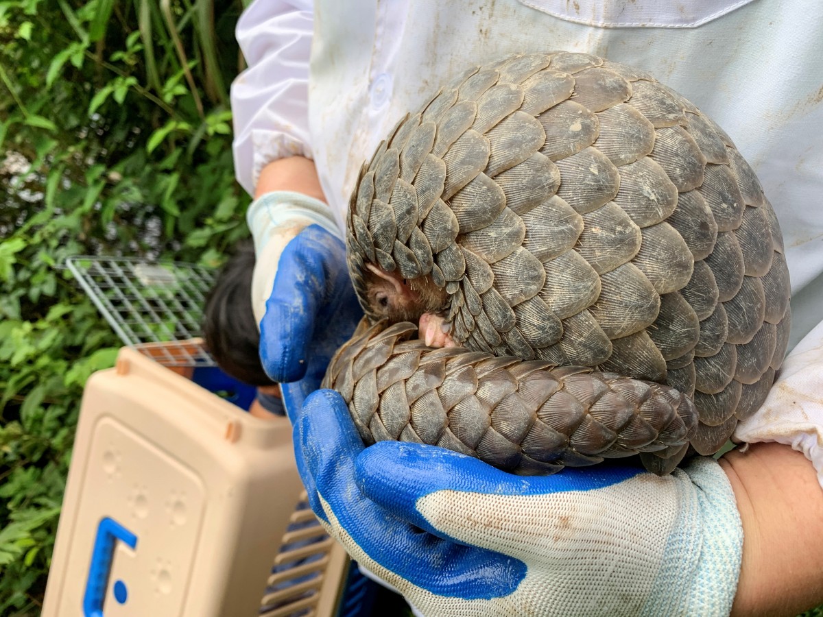 Pangolin of schubdier