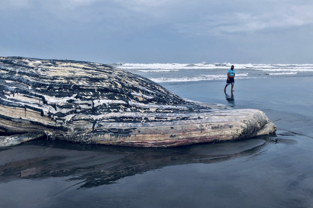 een dode walvis met een man erbij