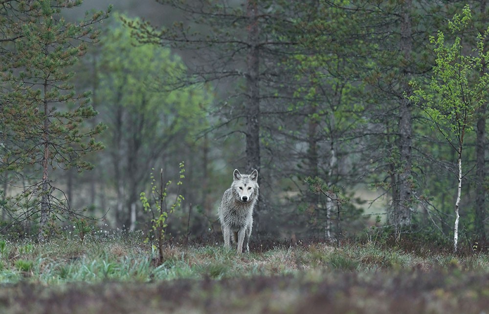 wolf
