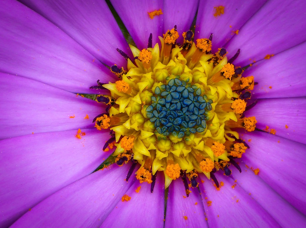 het midden van een bloem