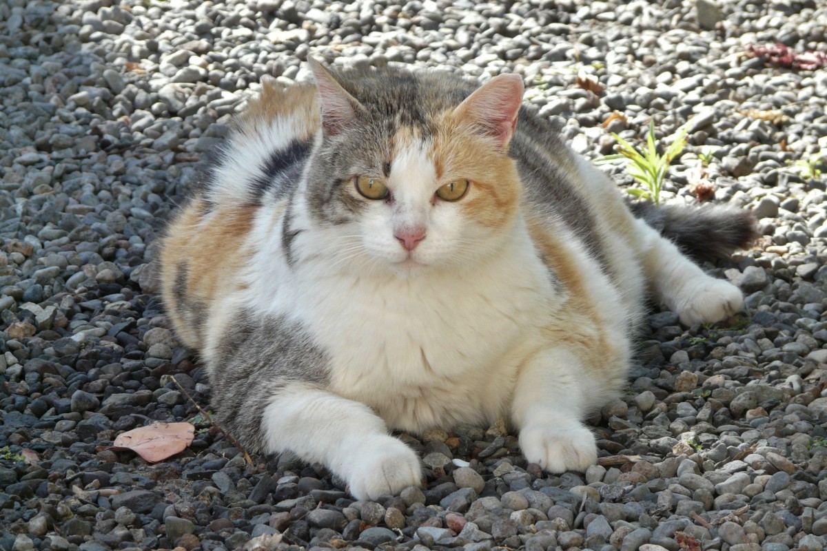 een dikke kat