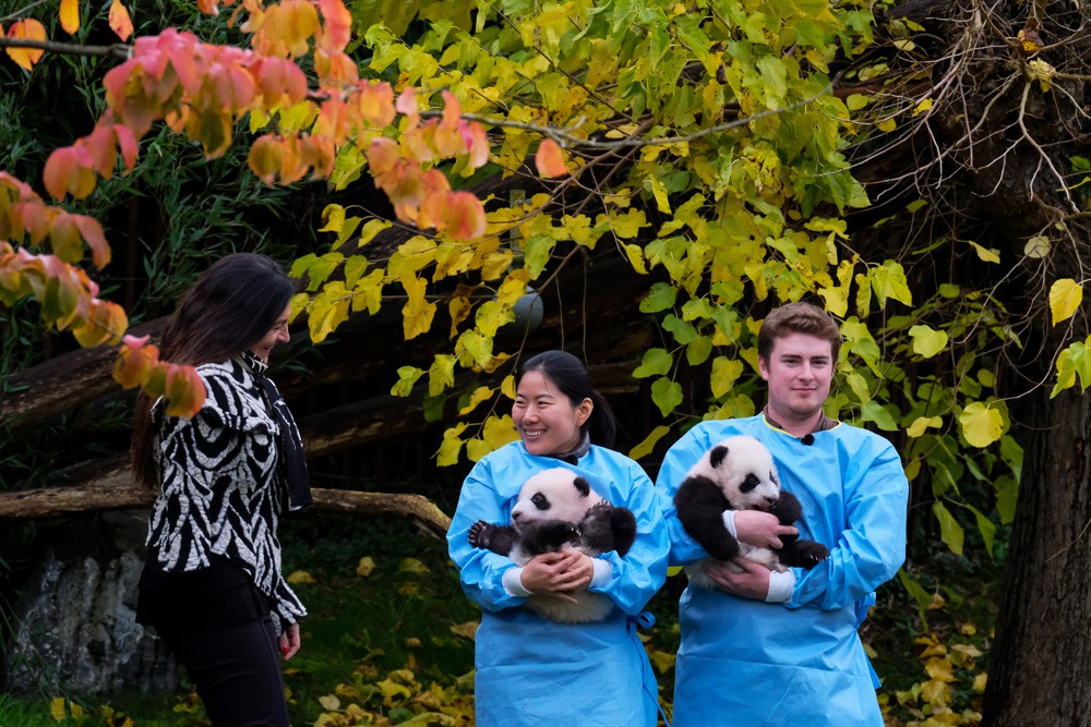 Panda's in Pairi Daiza