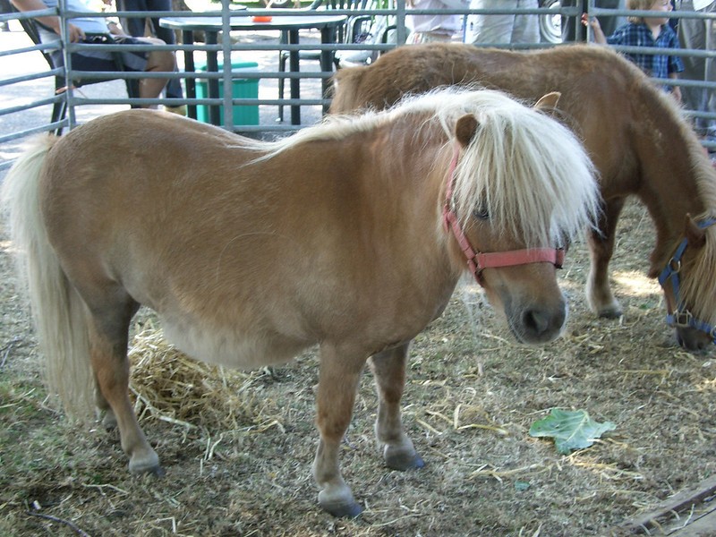 pony