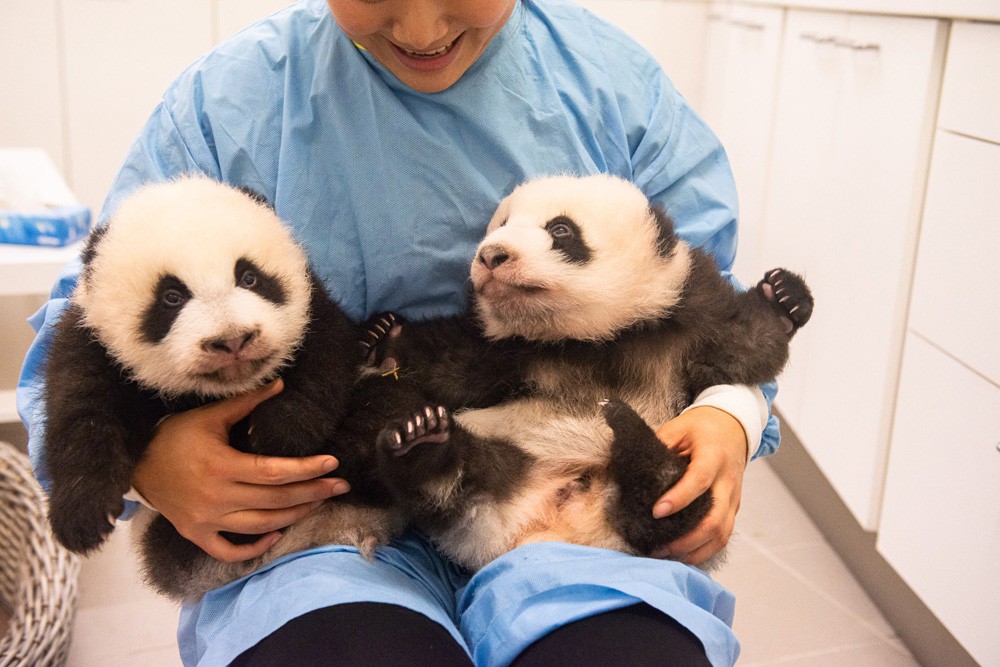 Babypanda's in Pairi Daiza