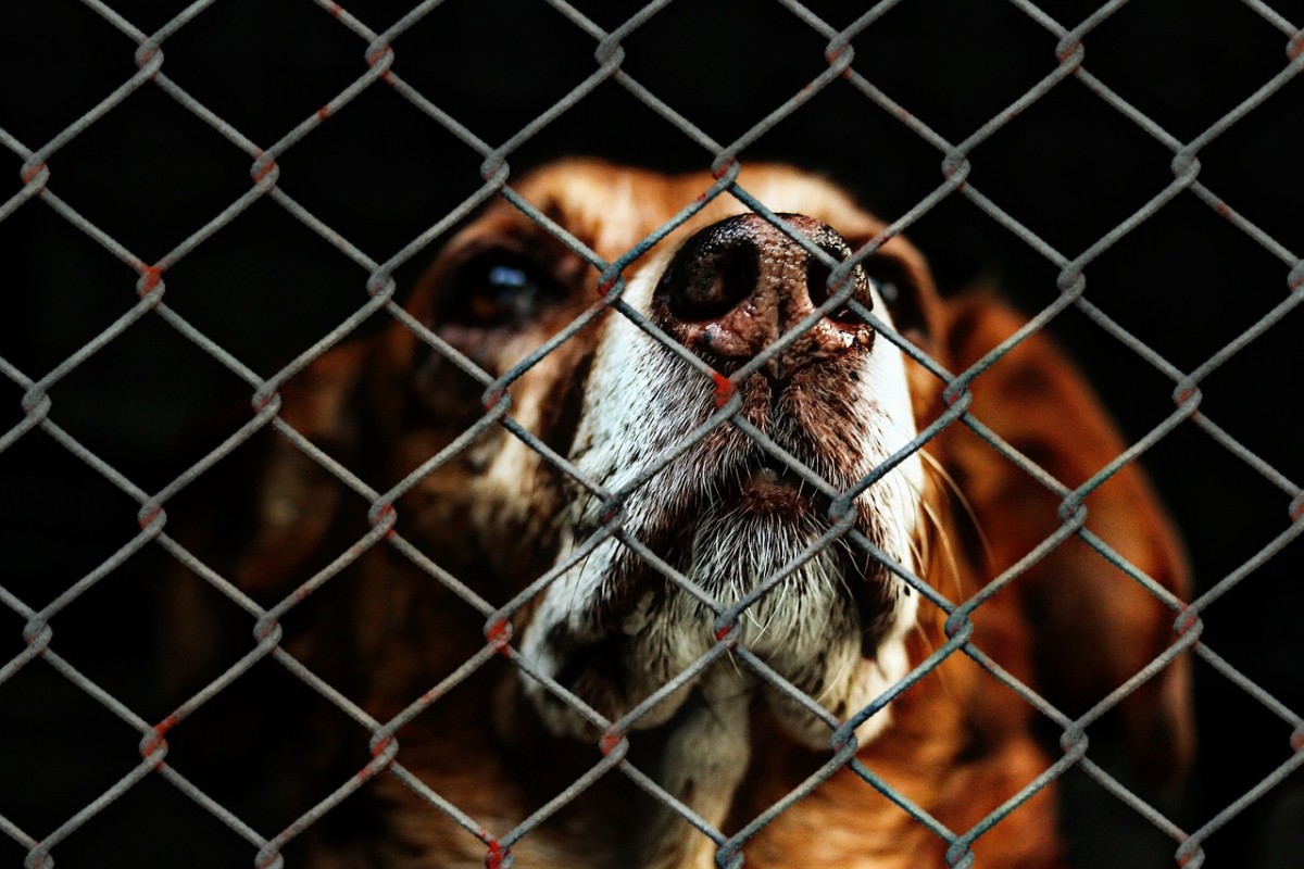 hond in een asiel