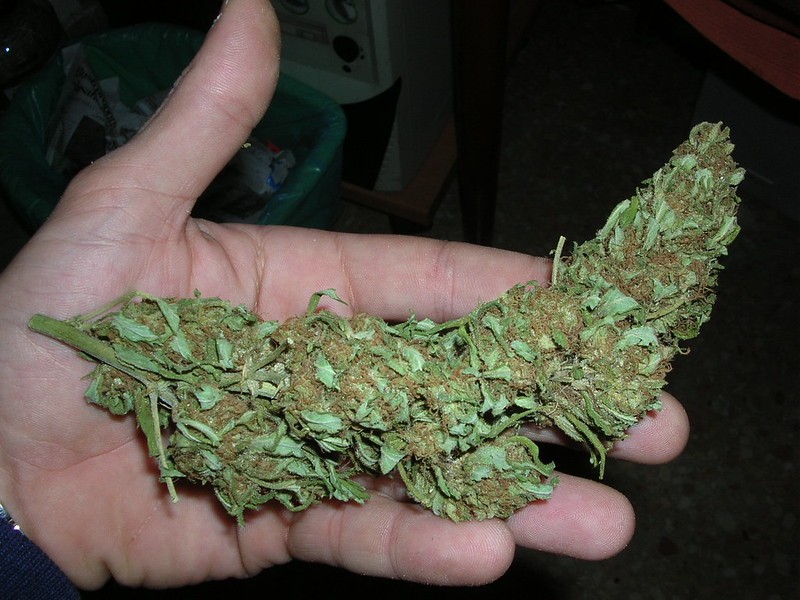 cannabis
