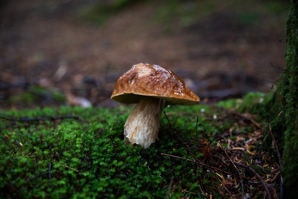 Paddenstoel in het bos