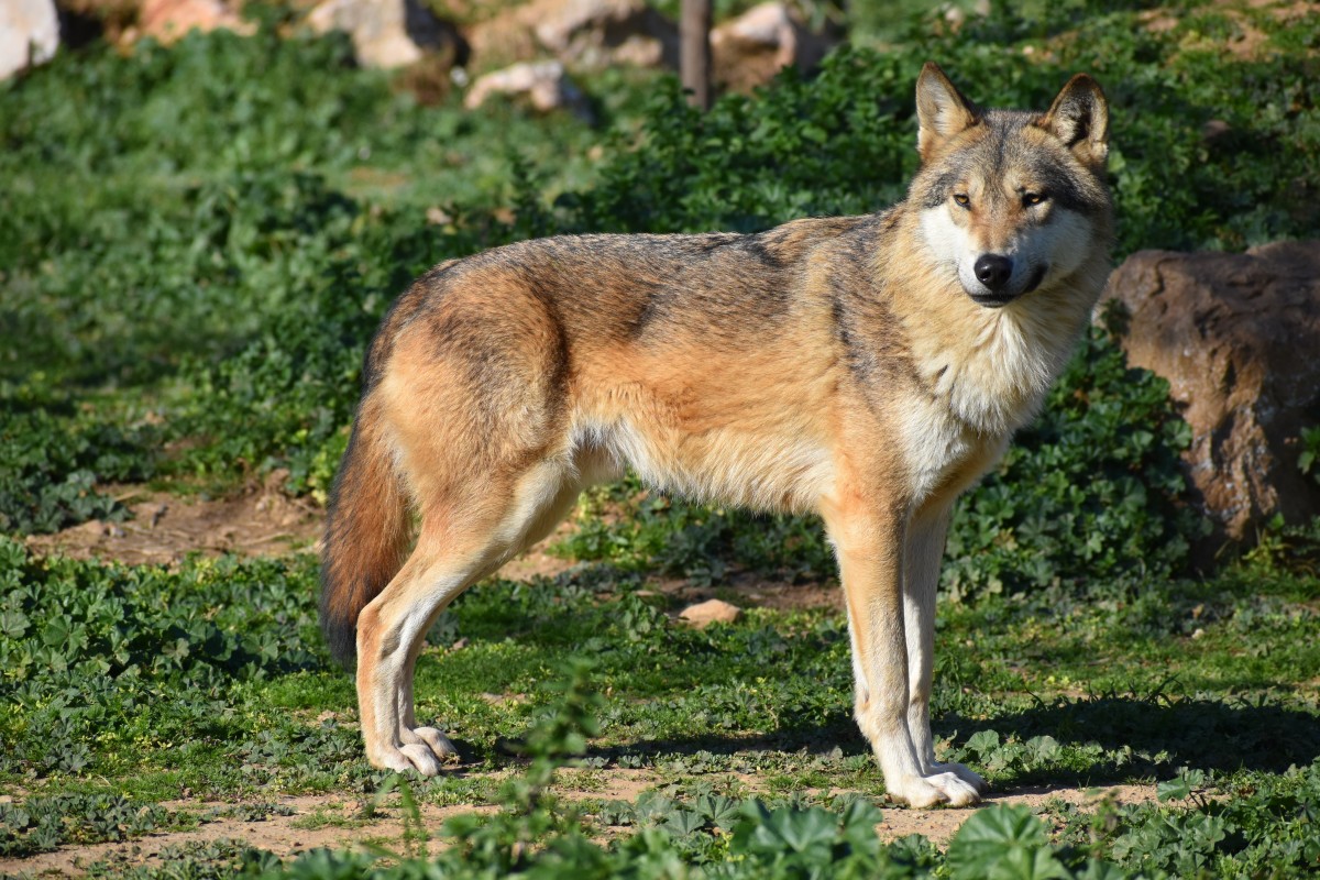 een wolf