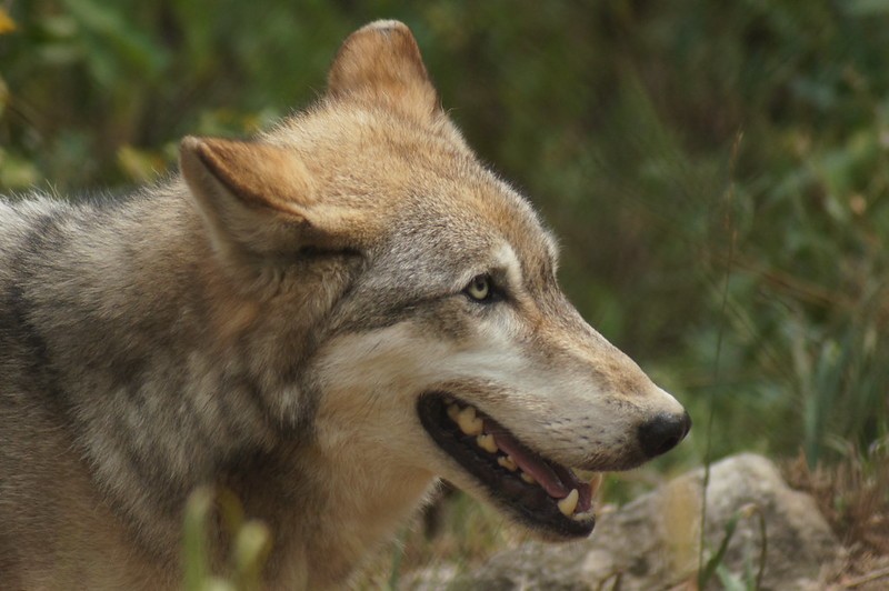 een grijze wolf