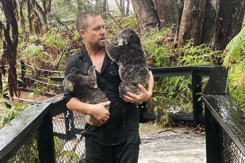 Man redt twee koala's
