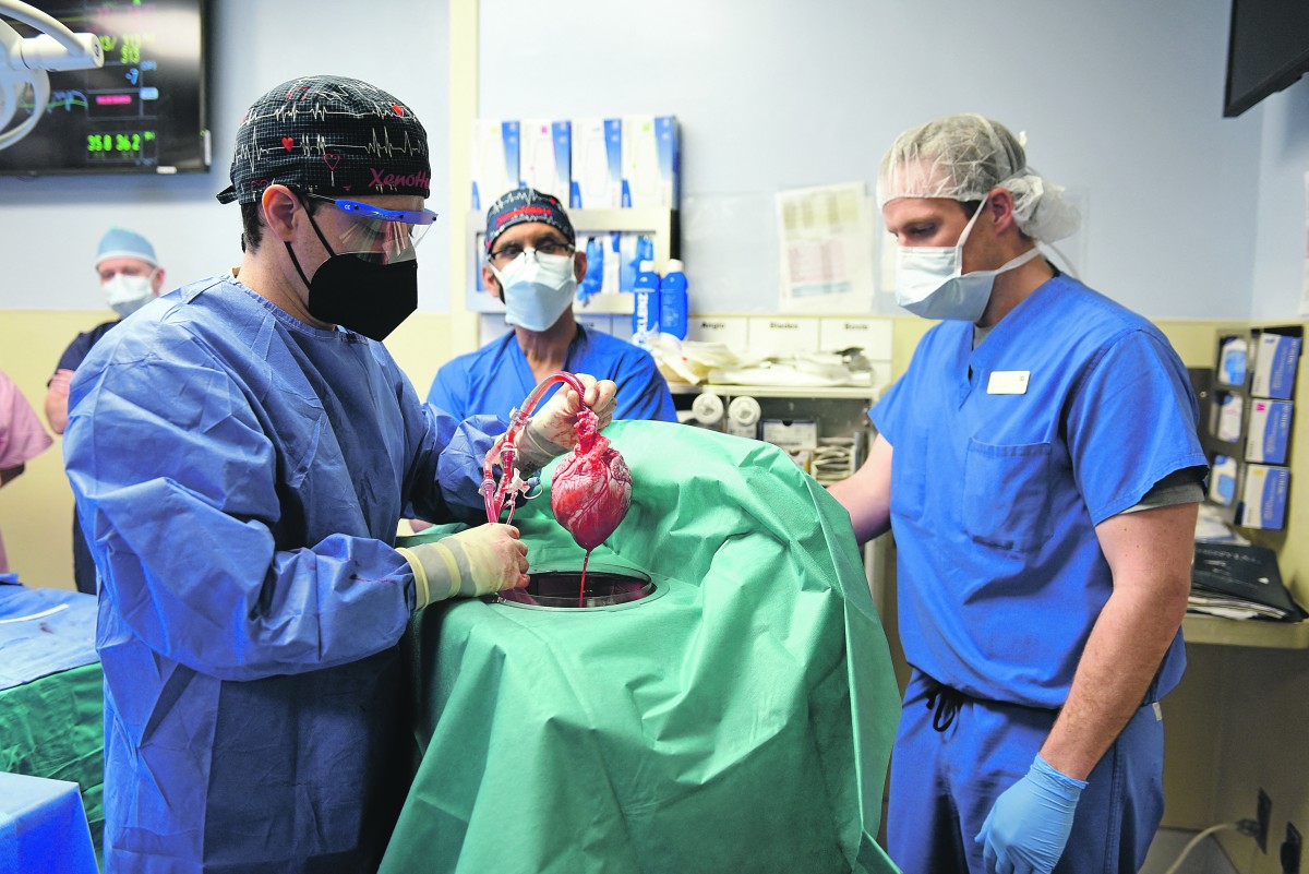 dokters houden het hart van een varken vast