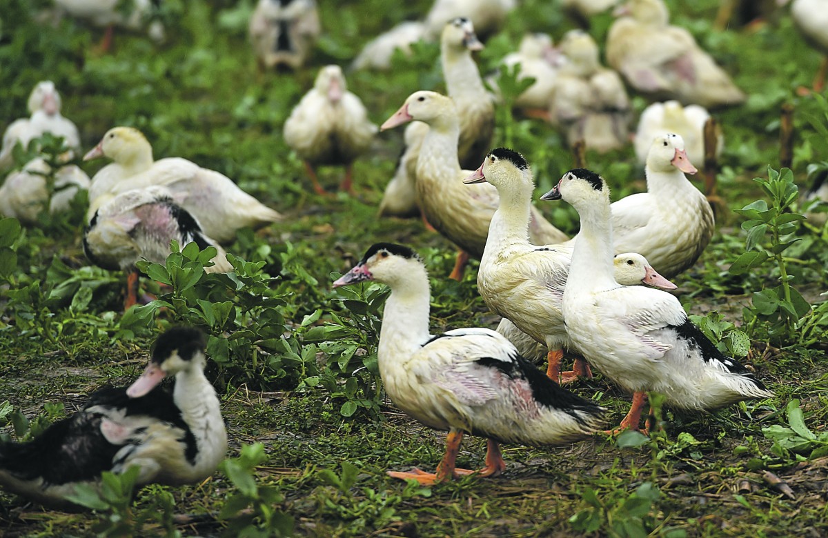 eenden in het gras