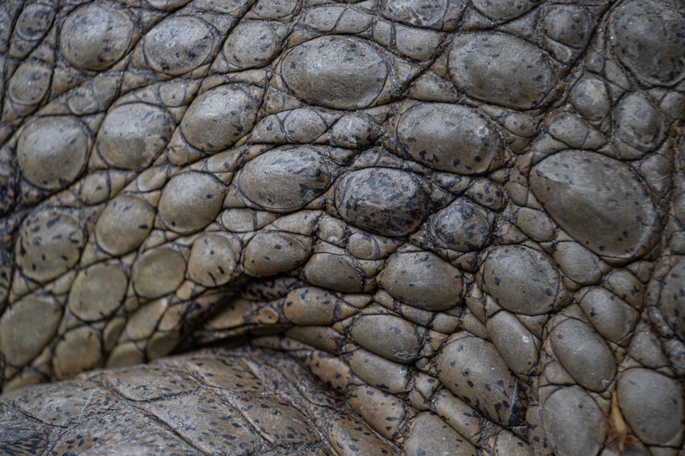 de huid van een krokodil