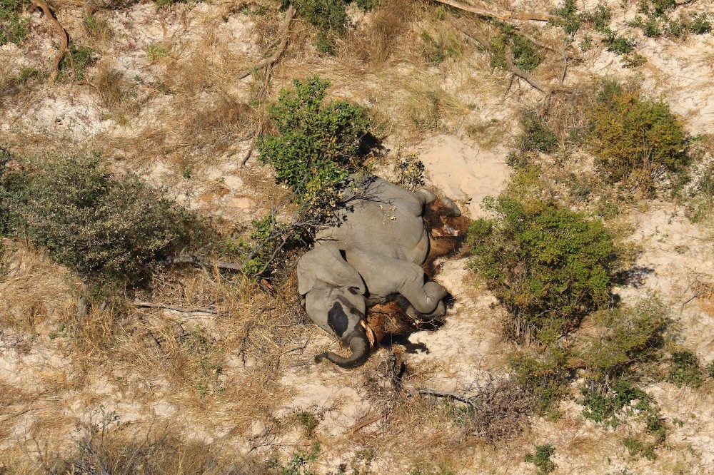 een dode olifant  in Botswana