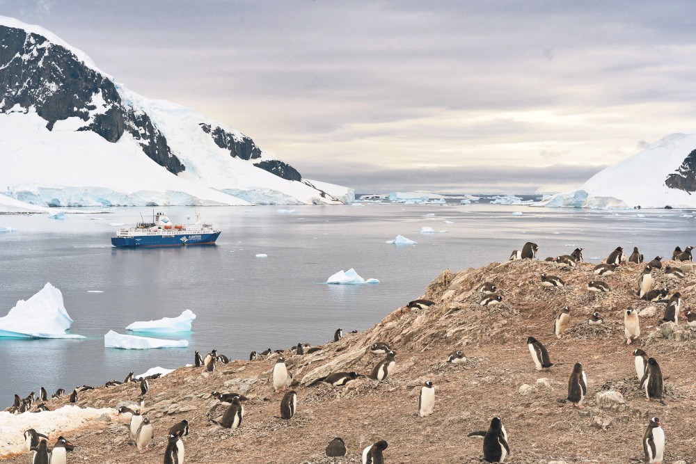 pinguïns op de Zuidpool