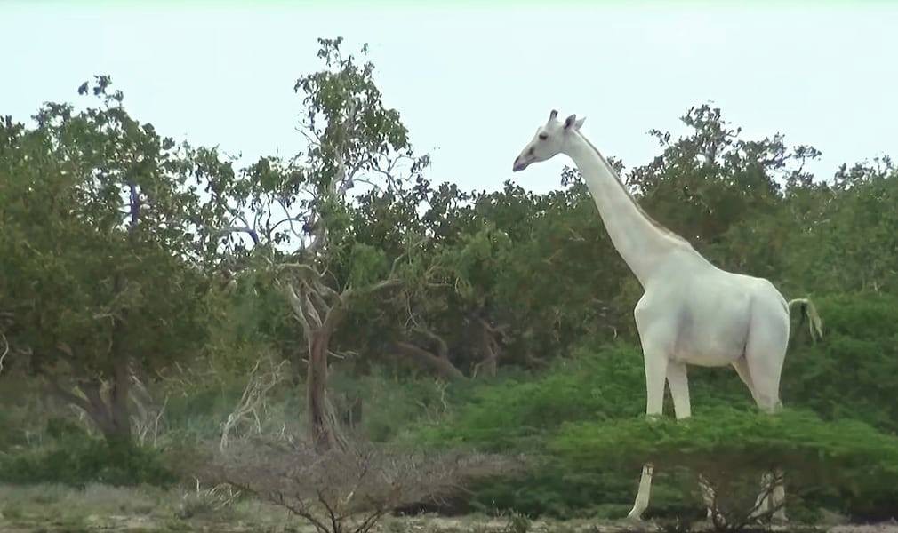 Witte giraf