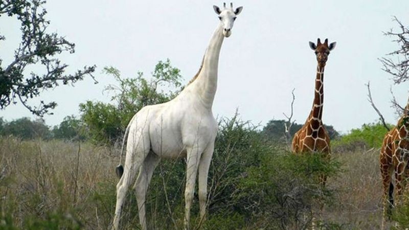 Witte giraf