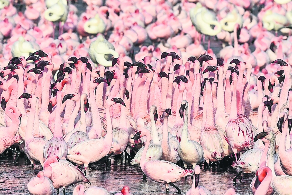 flamingo's in India
