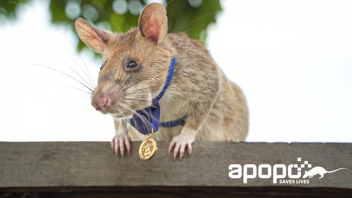 de rat Magawa