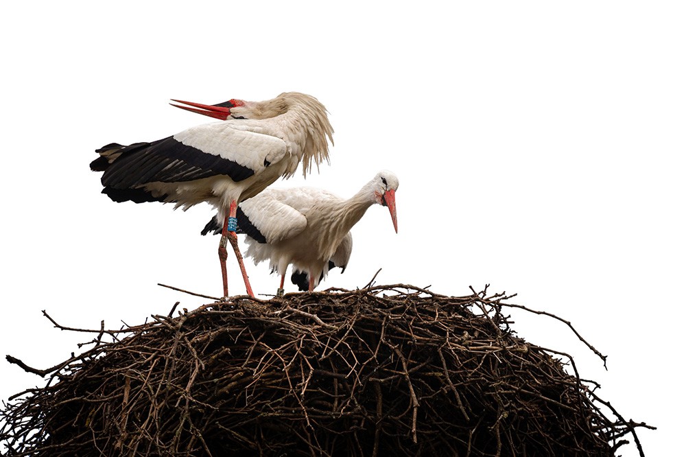 ooievaars in hun nest