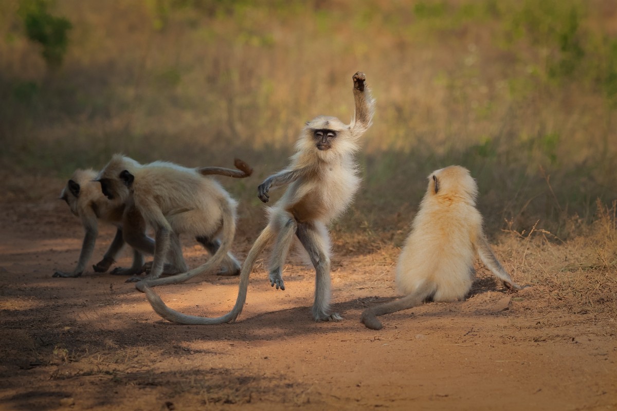 dansende apen