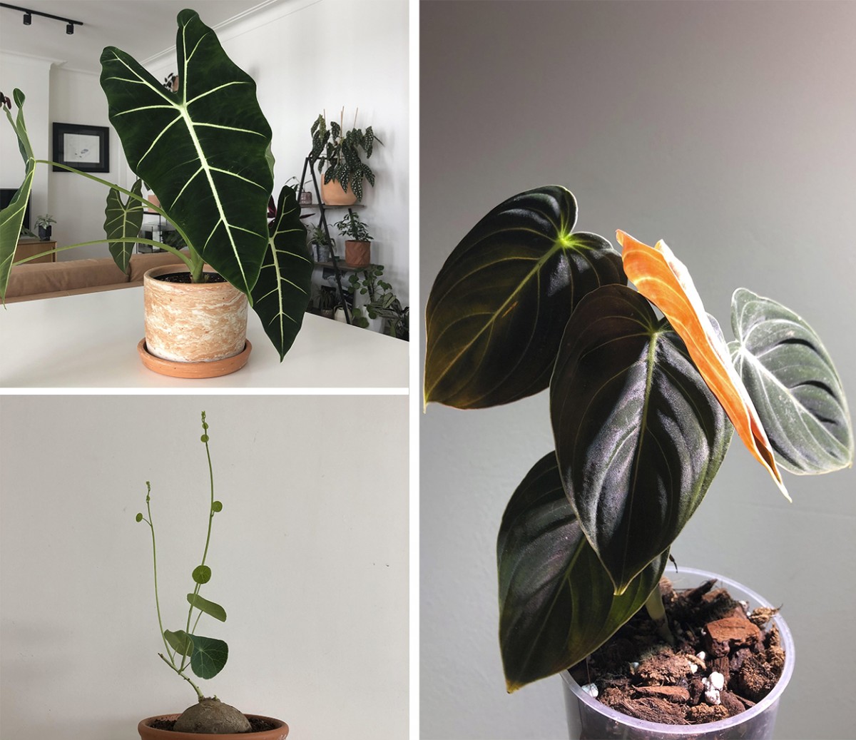 Planten van Lise