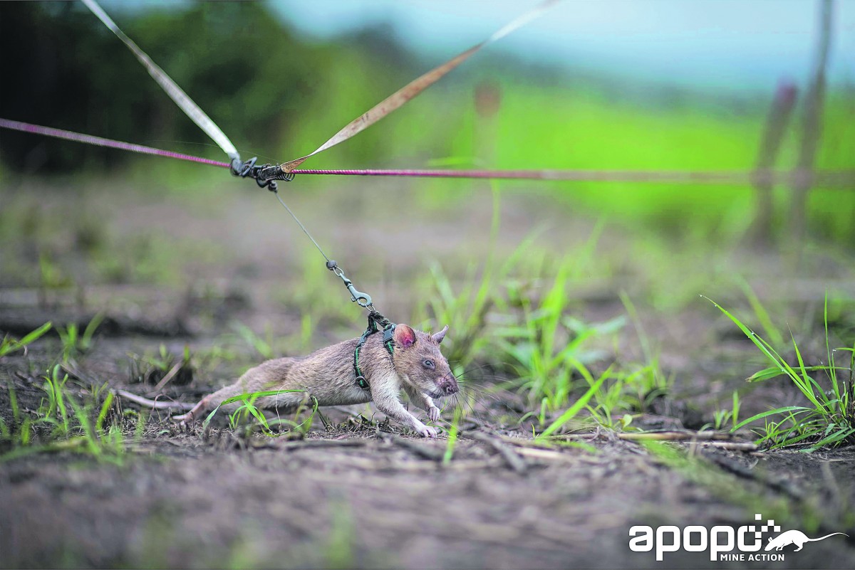 een rat zoekt naar mijnen