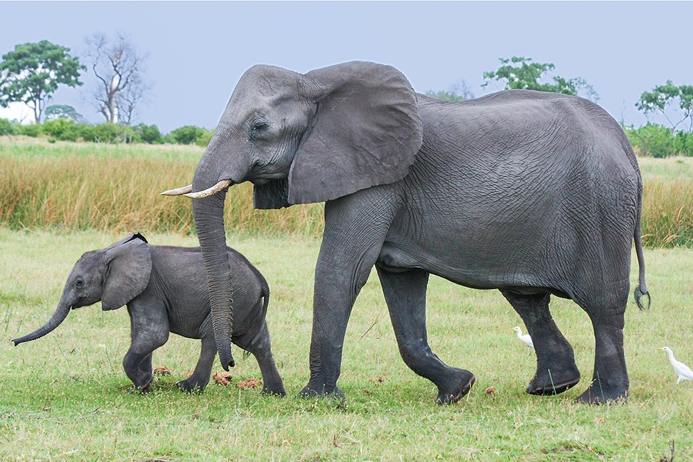 een volwassen olifant met een kleine olifant