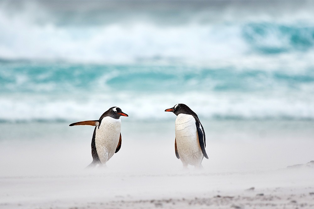 pinguïn wijst de weg